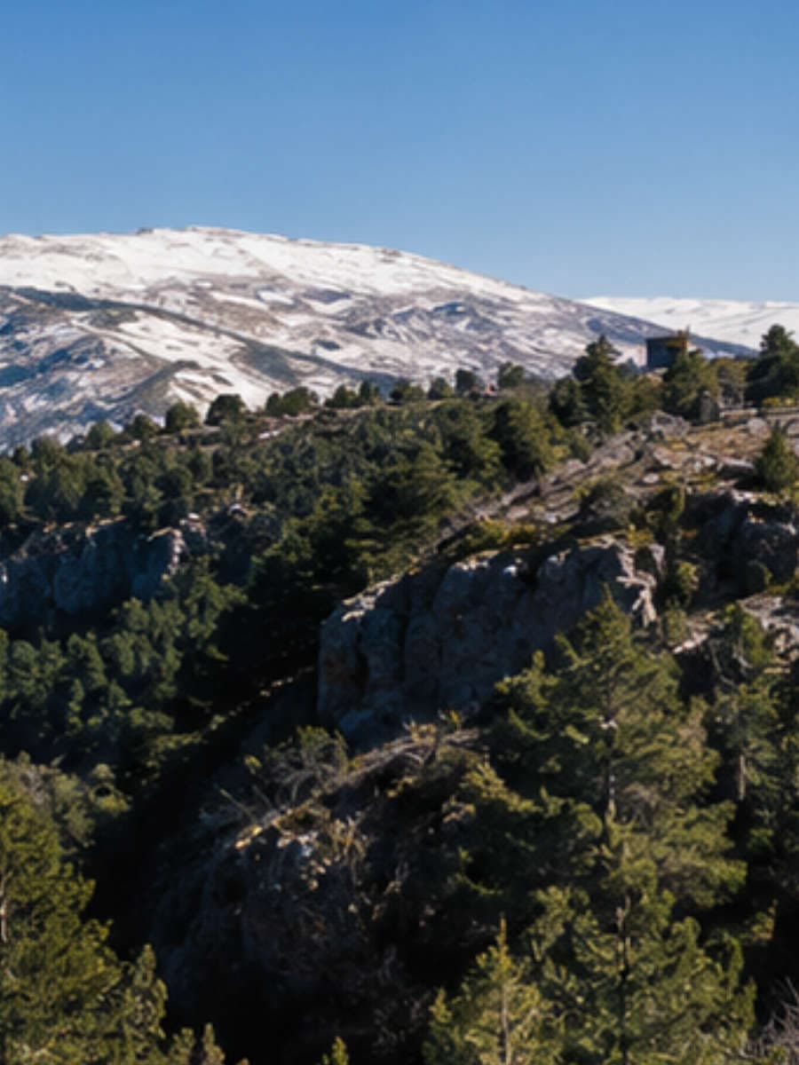 Cedars and terraced land at Tannourine